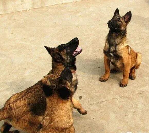 犬舍出售马犬幼犬 精品马犬 品质保证 犬舍出售马犬幼犬 精品马犬 品质保证