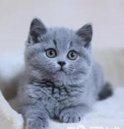 六百一个、蓝猫幼猫 疫苗驱虫已经做好 会吃猫粮会用猫砂 六百一个、蓝猫幼猫 疫苗驱虫已经做好 会吃猫粮会用猫砂