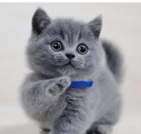 六百一个、蓝猫幼猫 疫苗驱虫已经做好 会吃猫粮会用猫砂 六百一个、蓝猫幼猫 疫苗驱虫已经做好 会吃猫粮会用猫砂