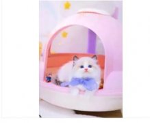 CFA猫舍繁殖精品布偶猫双色布偶 甜美品相性格亲人