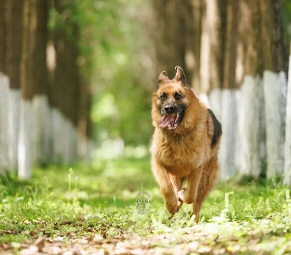 养只萌宠德国牧羊犬找新家疫苗已做可送 养只萌宠德国牧羊犬找新家疫苗已做可送