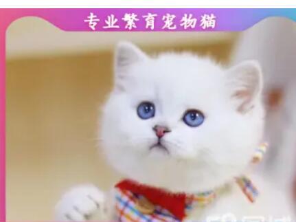 英短银渐层银点幼猫找新家中 白白胖胖 性格好 包饲养售后 疫 英短银渐层银点幼猫找新家中 白白胖胖 性格好 包饲养售后 疫