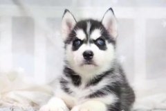 成都活泼好动纯种哈士奇雪橇犬 三把火蓝眼哈士奇 疫苗齐