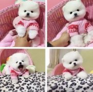 金毛宝宝乖巧聪明纯种健康 喜欢的欢迎咨询 活