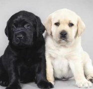 家养精品拉布拉多幼犬，个人出售转让纯种拉布拉多犬，支持检测包