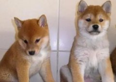 精品豆柴犬，赤柴黑柴多只挑选，小体日本柴犬